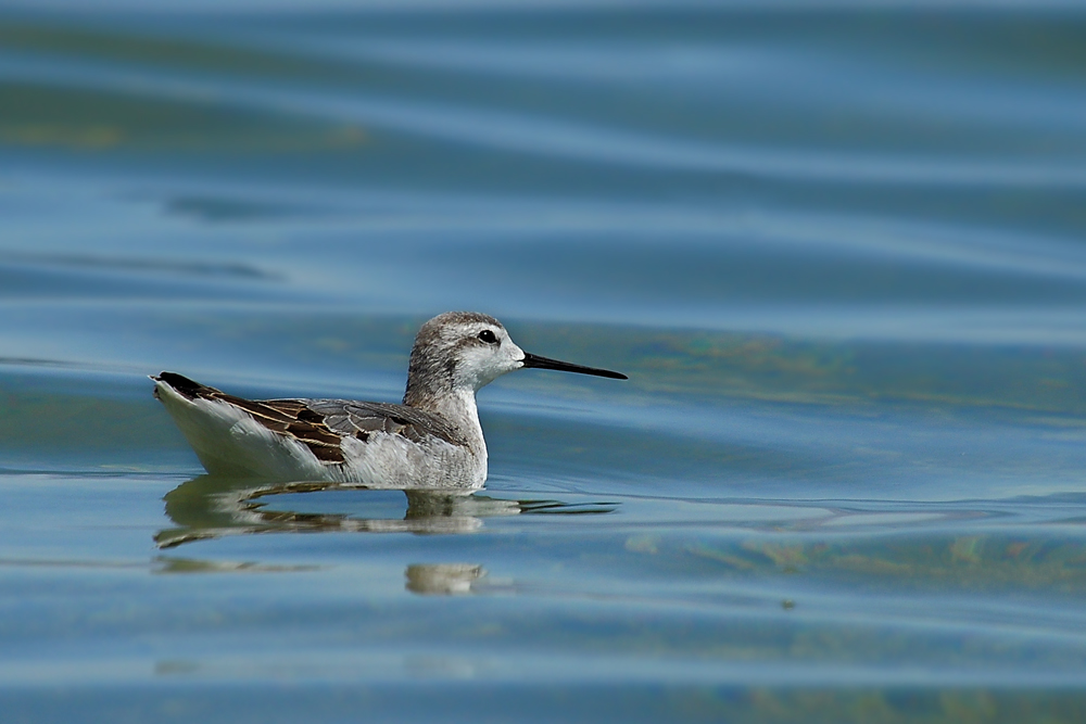 DSC 5001 MonoLake Vogel 1000