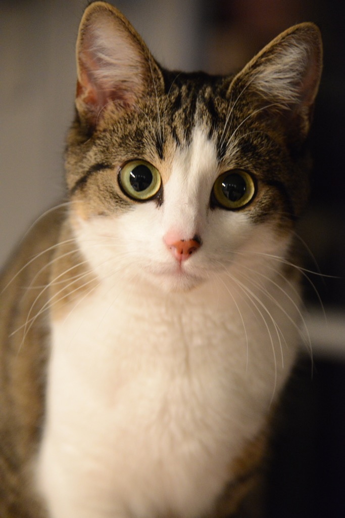 DSC 5006