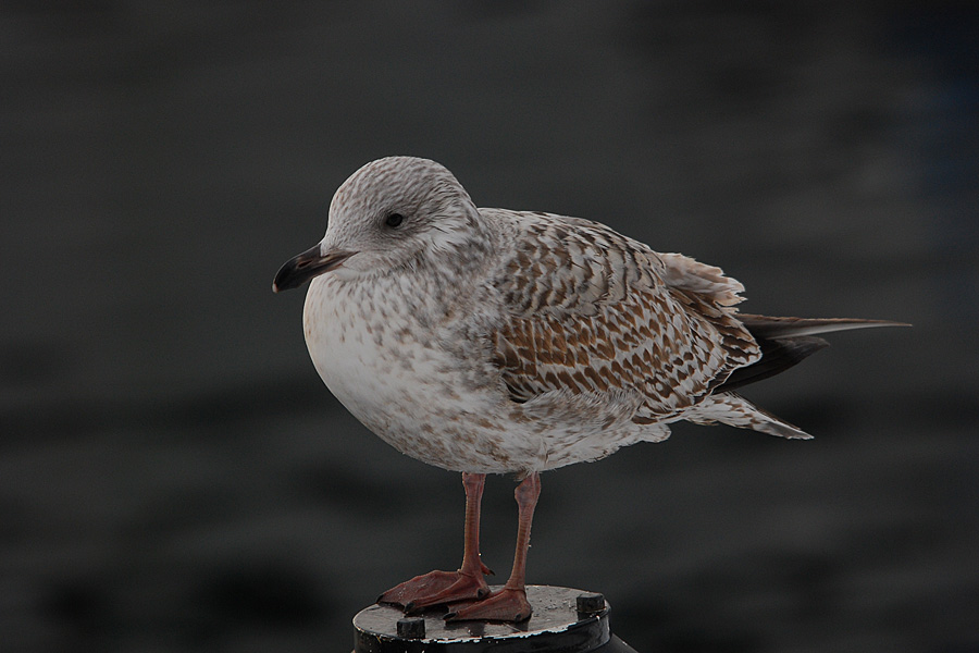 DSC 5007 nff