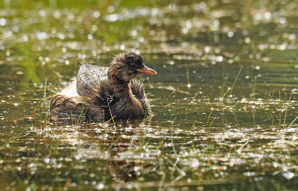 DSC 5007 Zwergtaucher 1000