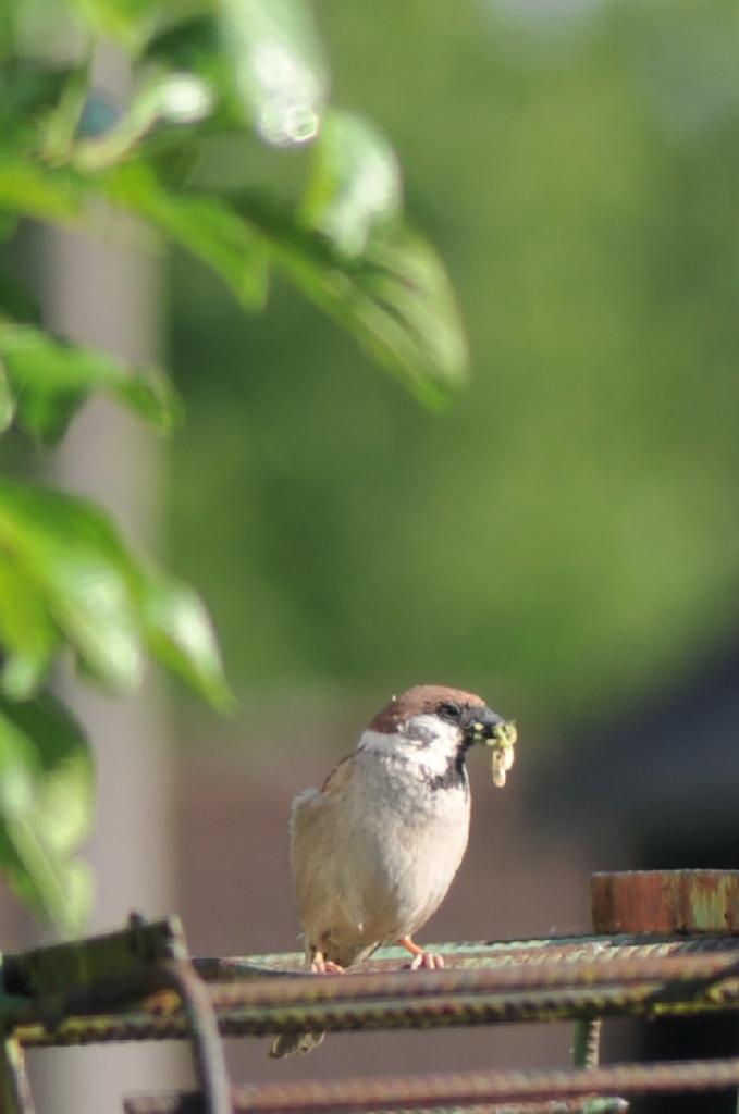 DSC 5100 DxO