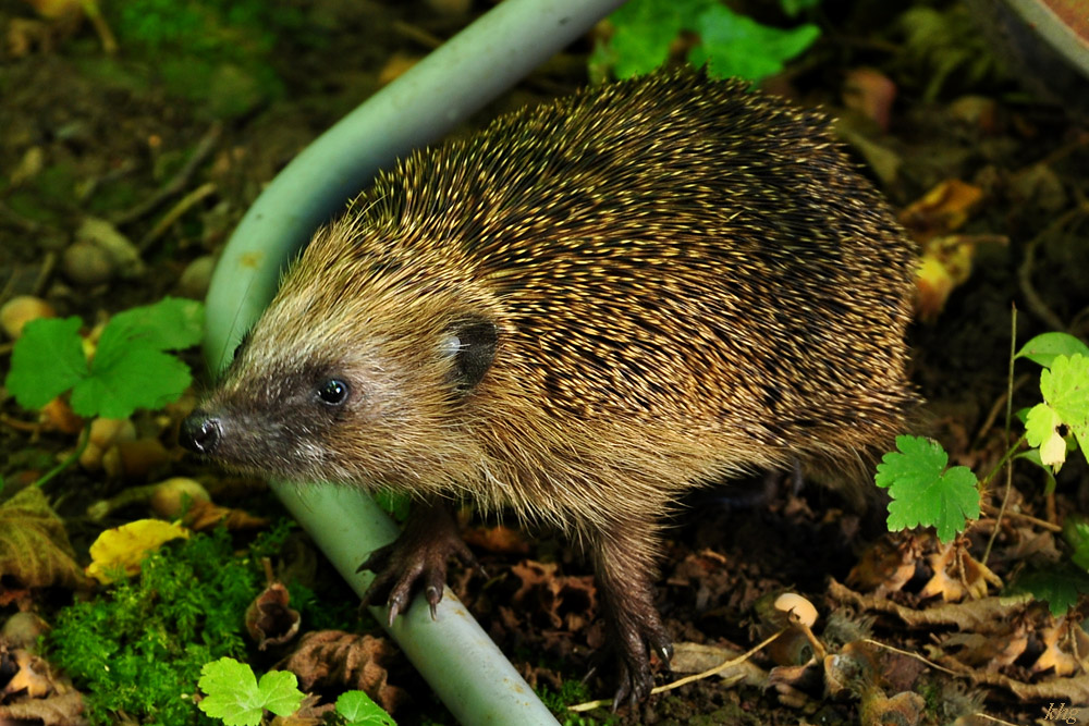 DSC 5107 Igel