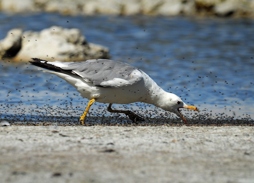 DSC 5110 Western Seagul Mono Lake 1000