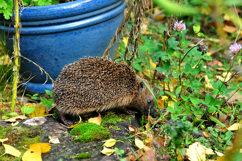 DSC 5125 Igel
