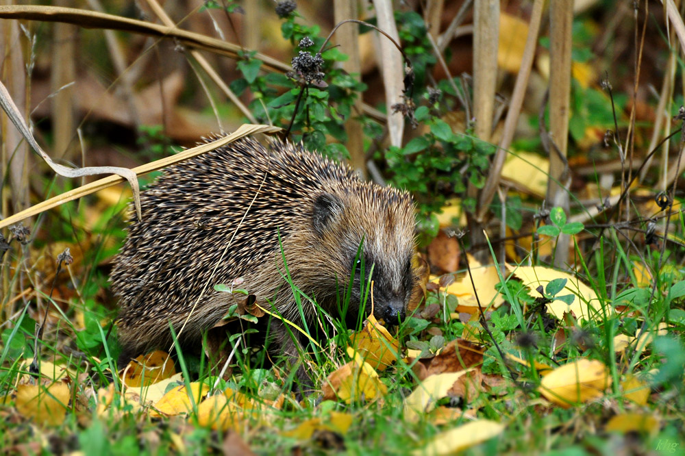 DSC 5126 Igel
