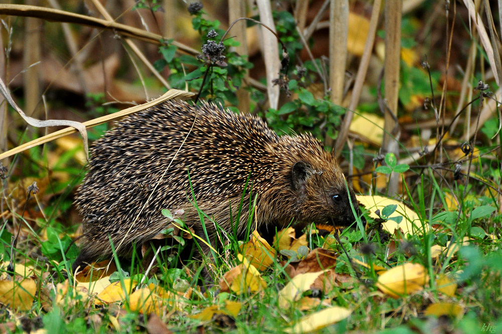 DSC 5127 Igel