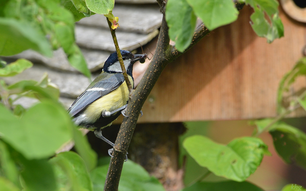 DSC 5141 Nest