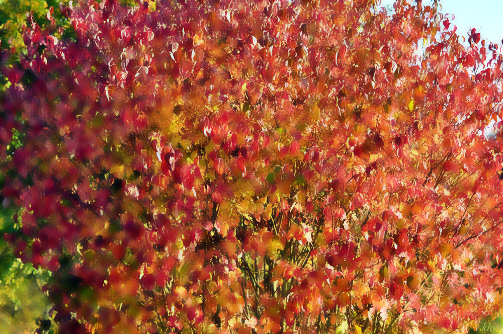 DSC 5148 Aquarell