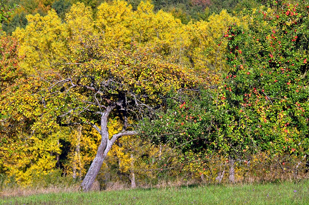 DSC 5152 Herbst