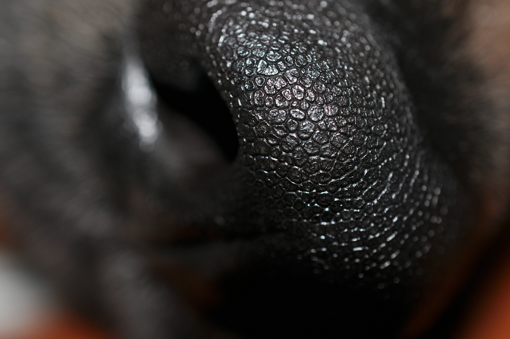 DSC 5153 mic40 k

Kamera-Modell: NIKON D90
Brennweite: 40.0mm (KB-Format entsprechend: 60mm)
Blende: f/5.6
Belichtungszeit: 0.017s (1/60)
ISO: 200
