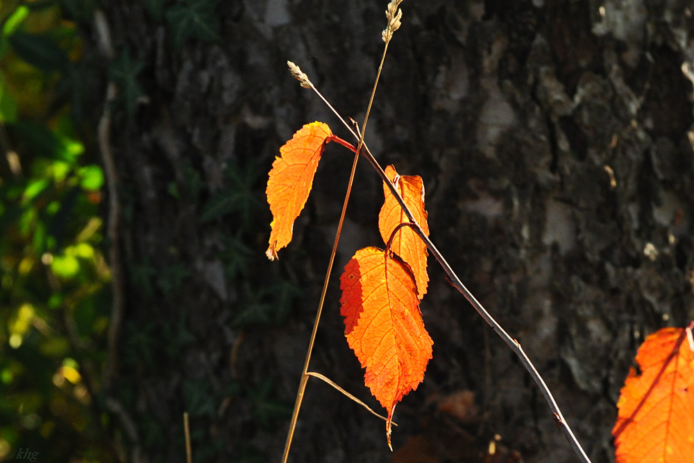DSC 5156 Herbst
