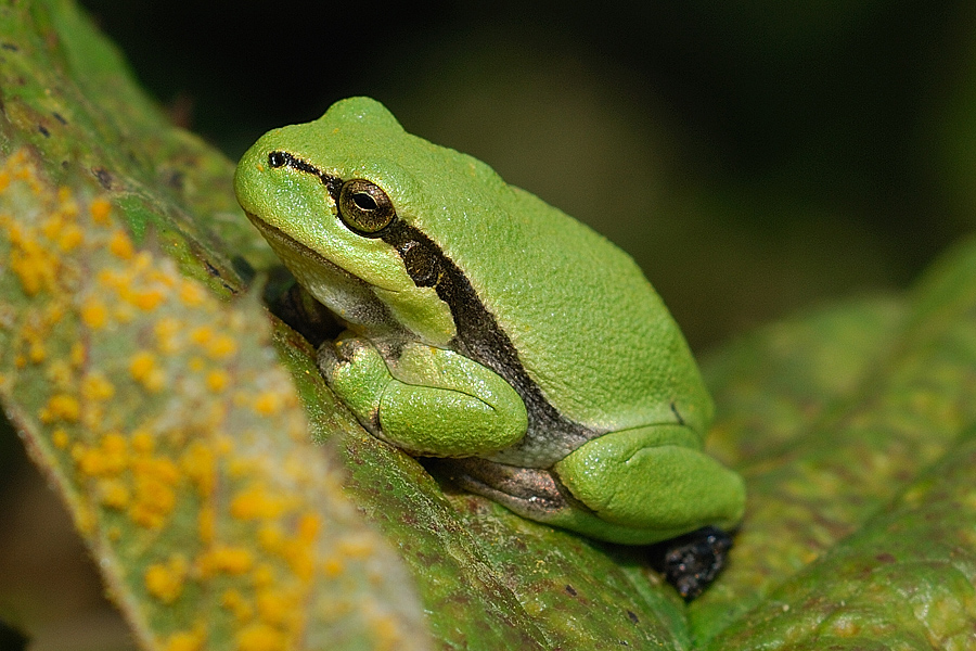 DSC 5157aa