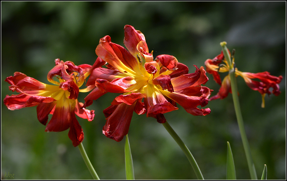 DSC 5168 Tulpen