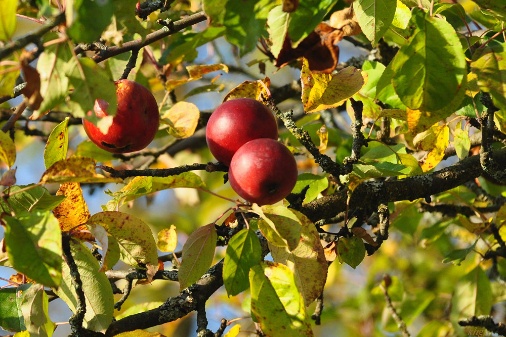 DSC 5169 Herbst