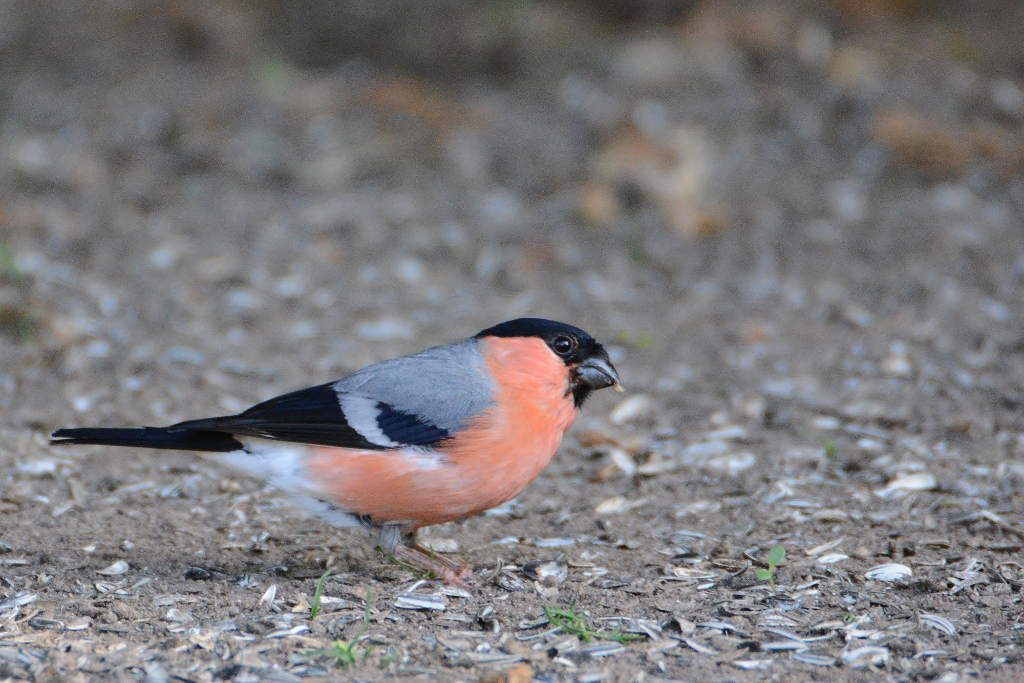 DSC 5169