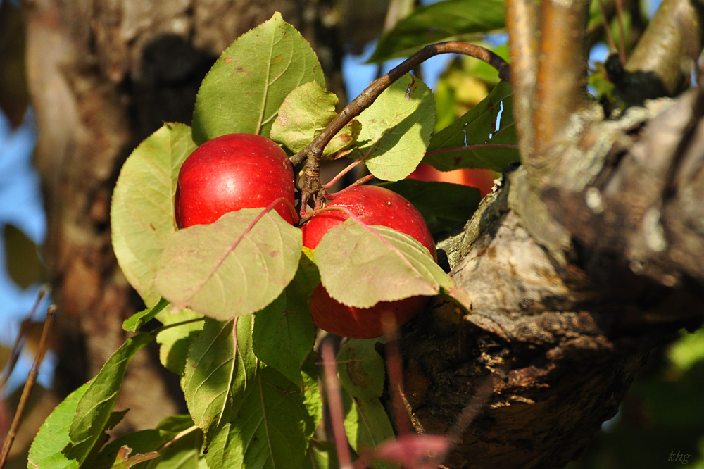 DSC 5170 Herbst