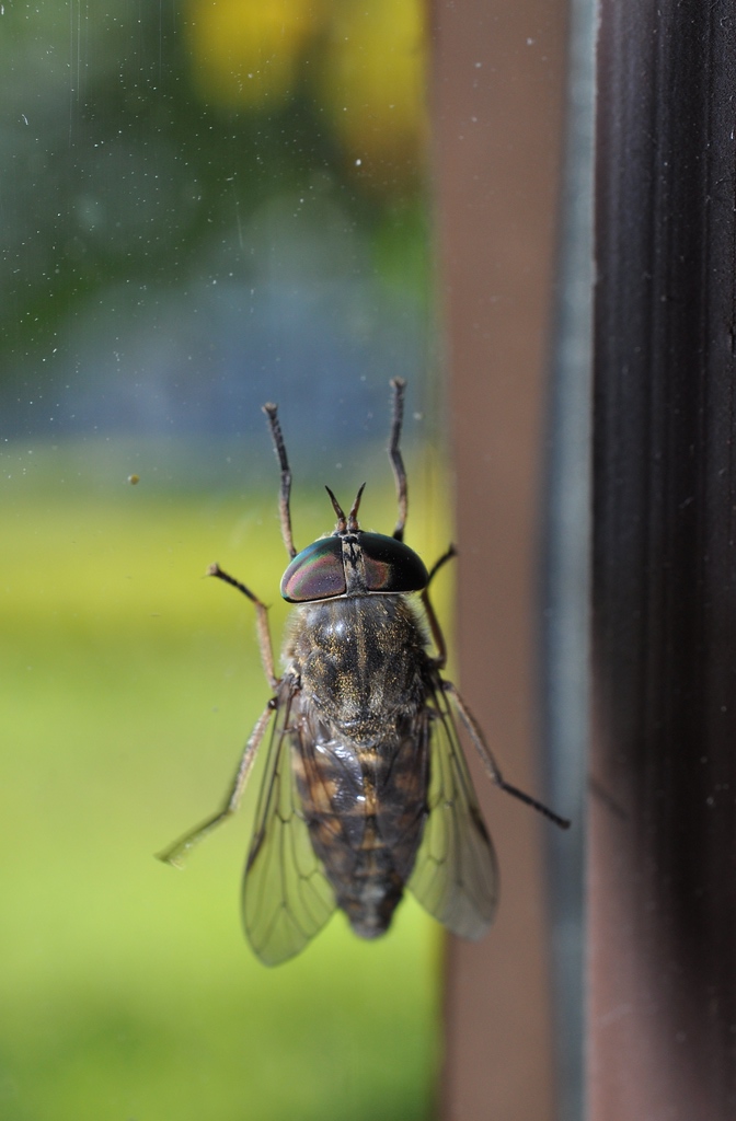 DSC 5178 mic40 k

Kamera-Modell: NIKON D90
Brennweite: 40.0mm (KB-Format entsprechend: 60mm)
Blende: f/16.0
Belichtungszeit: 0.017s (1/60)
ISO: 400
