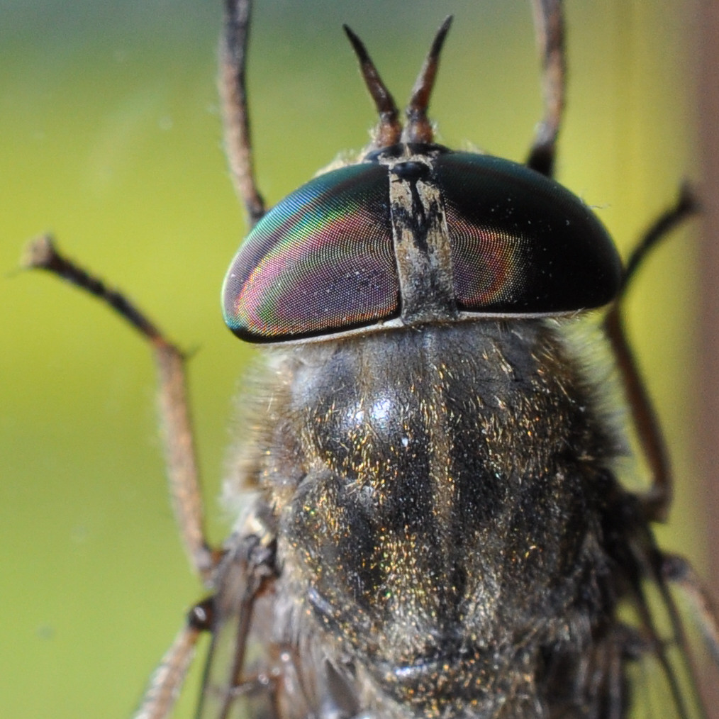 DSC 5178 mic40 ooc

100% Out-Of-Cam Crop 80% Jpg-Qualität aus Capture NX 2