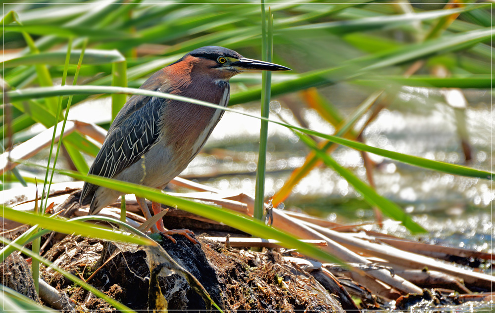 DSC 5181 Green Heron 1000 R1