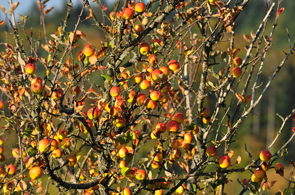 DSC 5183 Herbst