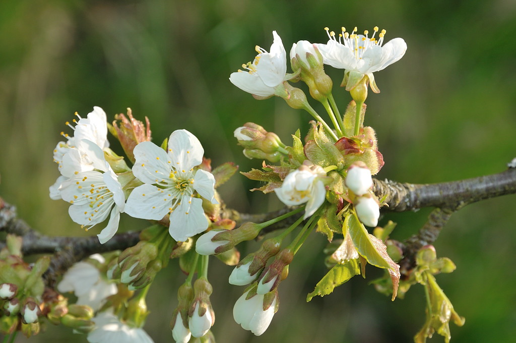 DSC 5184 Apfelblüten