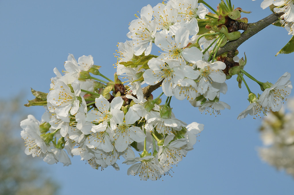 DSC 5191 Apfelblüten