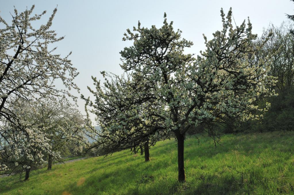 DSC 5193 Apfelblüten