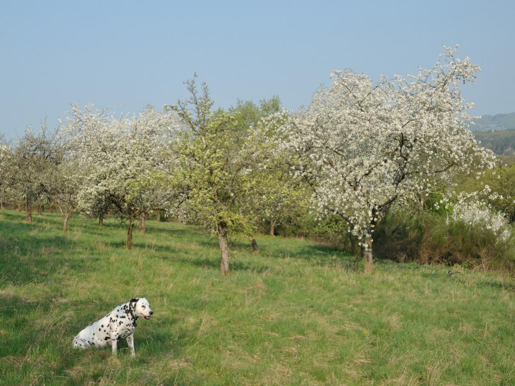 DSC 5196 Apfelblüten mit Dalmatiner