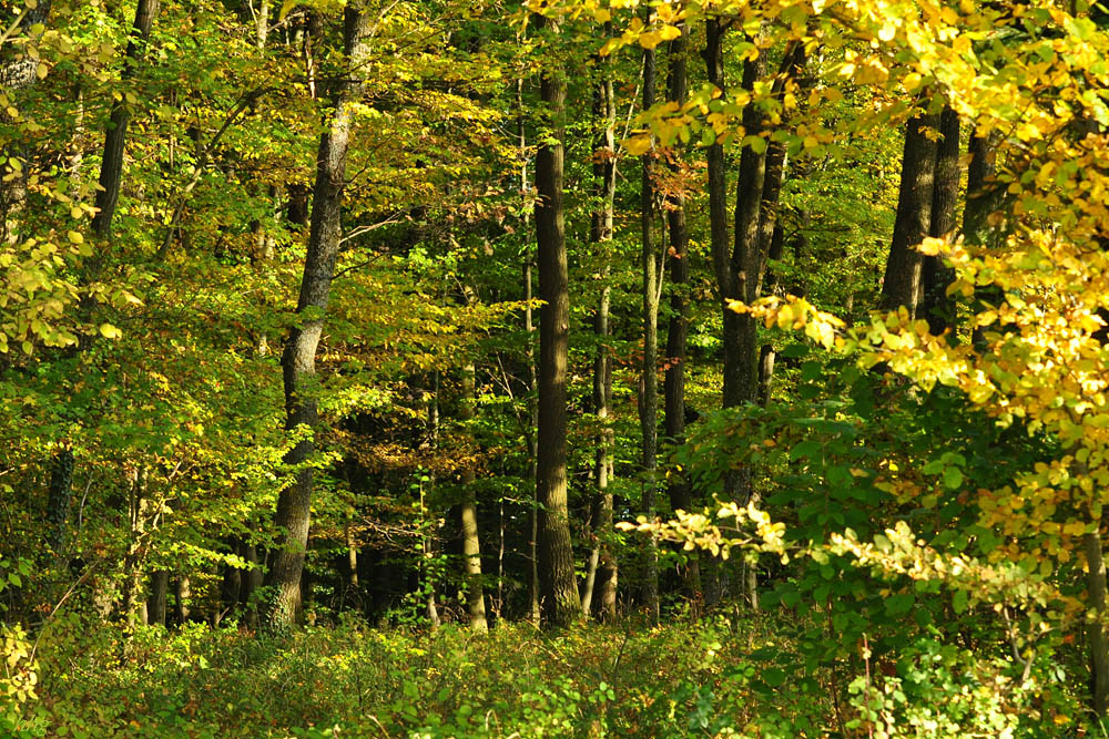 DSC 5198 Herbst