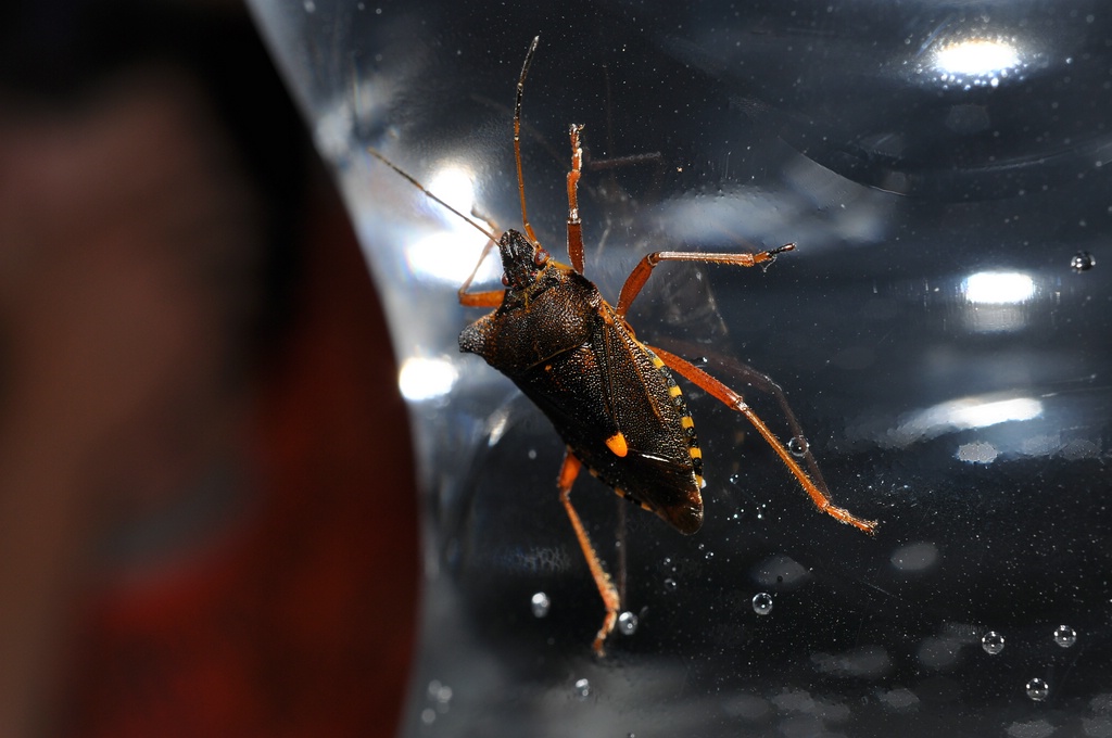 DSC 5200 mic40 k

Kamera-Modell: NIKON D90
Brennweite: 40.0mm (KB-Format entsprechend: 60mm)
Blende: f/16.0
Belichtungszeit: 0.017s (1/60)
ISO: 200