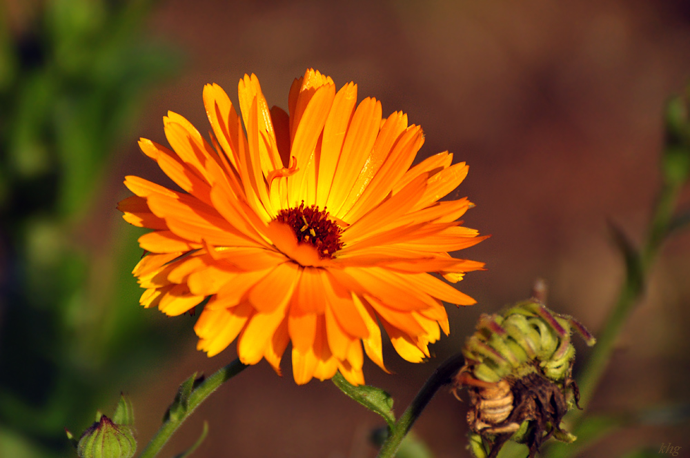 DSC 5211 Herbst