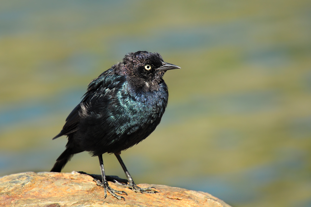 DSC 5220_Purpurstärling Männchen - Brewer´s Blackbird_ MaleLake_ Tioga Lake 1000