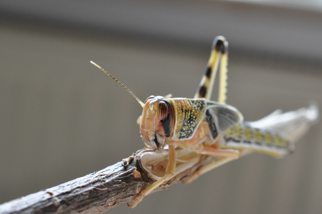 DSC 5224 mic40 k

Kamera-Modell: NIKON D90
Brennweite: 40.0mm (KB-Format entsprechend: 60mm)
Blende: f/13.0
Belichtungszeit: 0.017s (1/60)
ISO: 1600