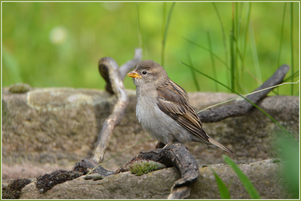 DSC 5233 Spatz