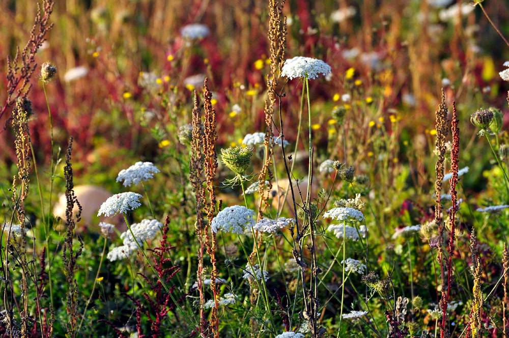 DSC 5245 Herbst