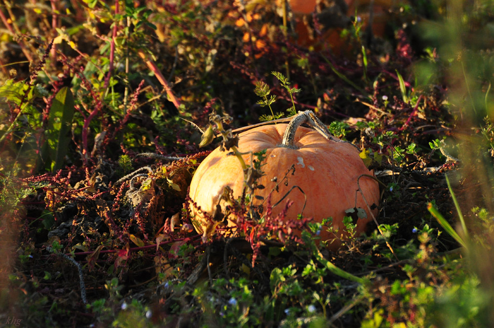 DSC 5246 Herbst
