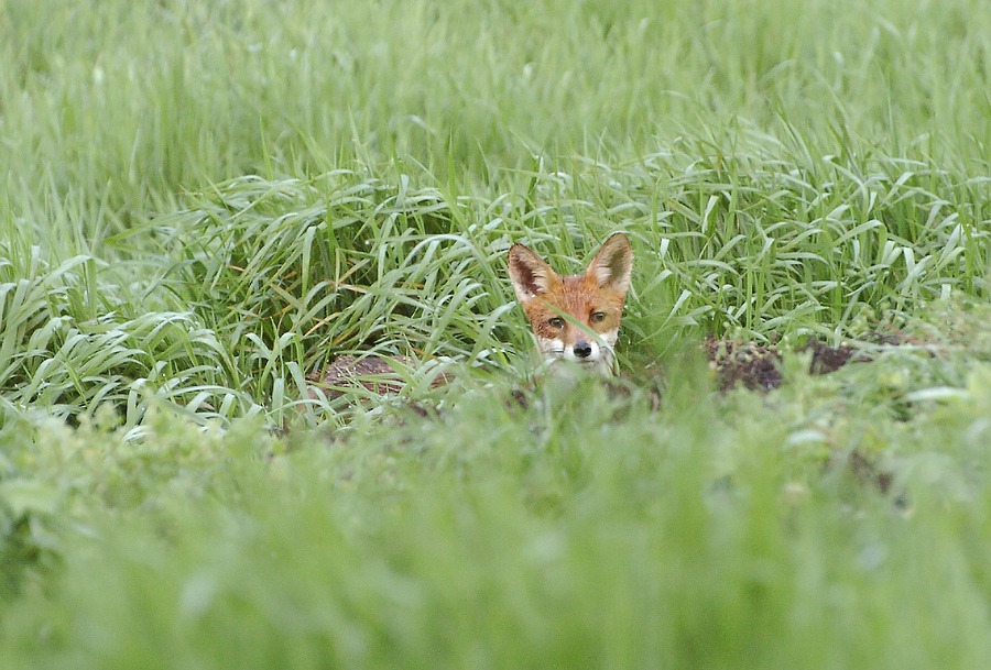 DSC 5283pseV3 COMP