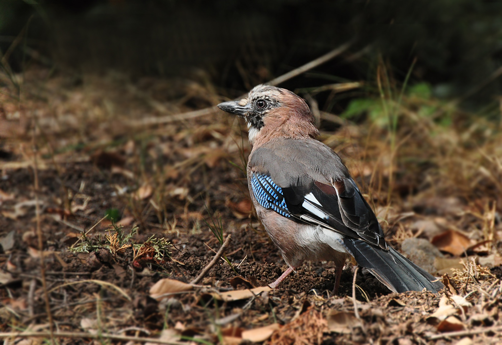 DSC 5290 1024