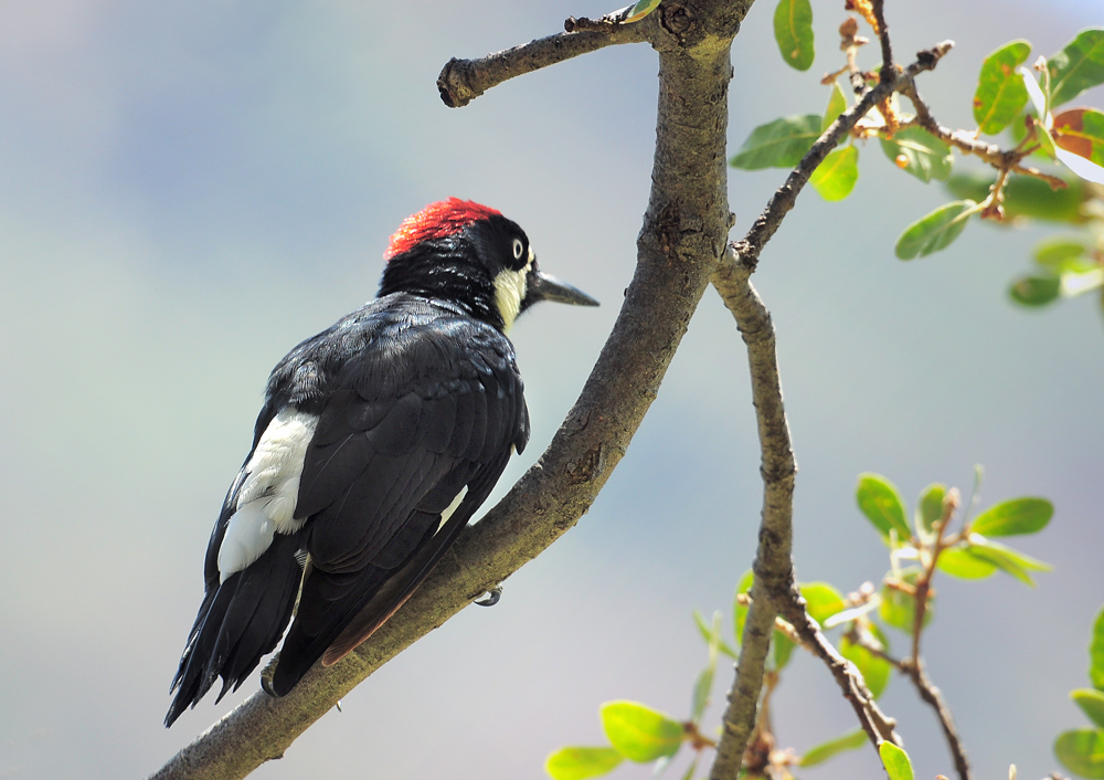 DSC 5293_Acorn woodpecker_Eichelspecht_1000