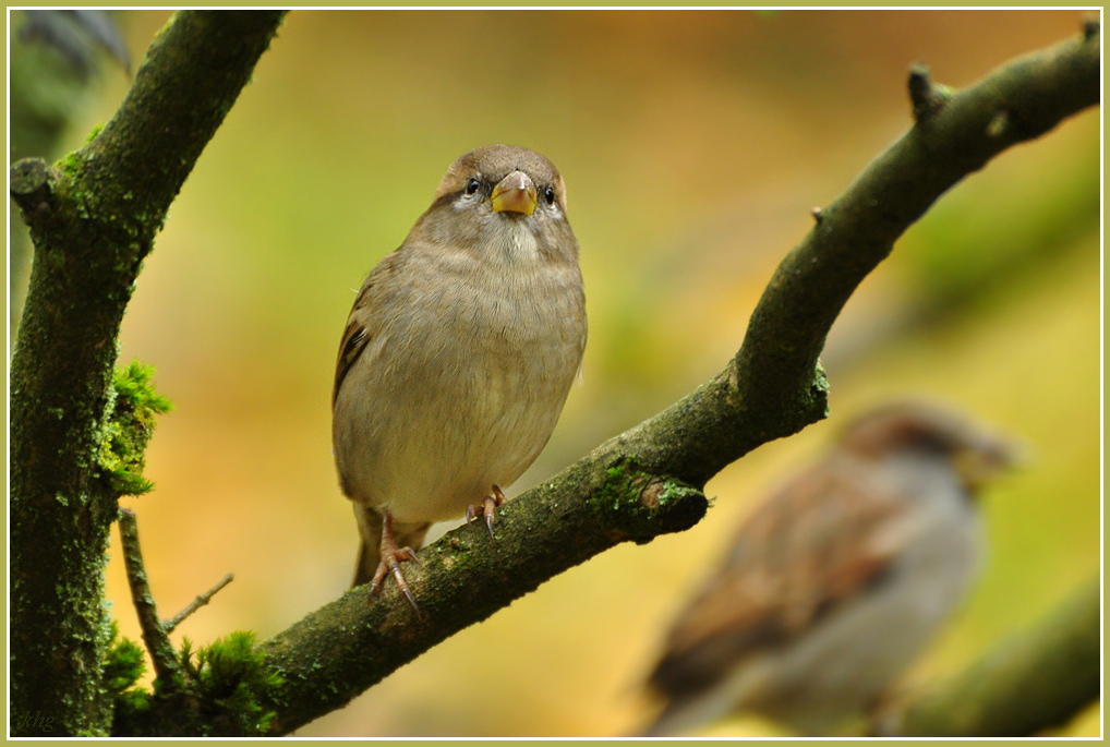 DSC 5295 Spatz R