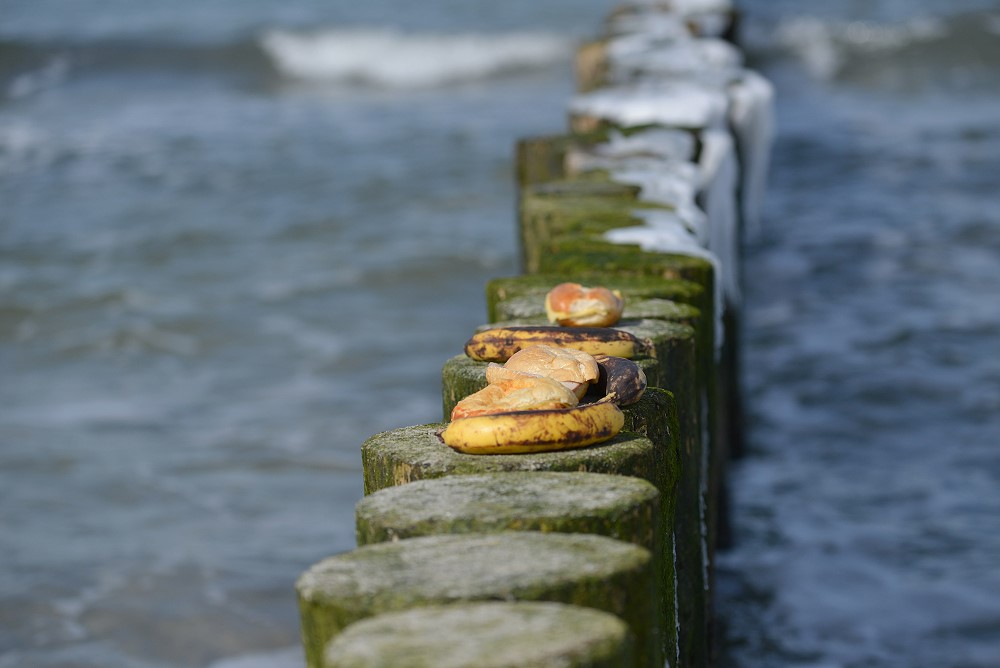 DSC 5300 Strandgut 27 3 13