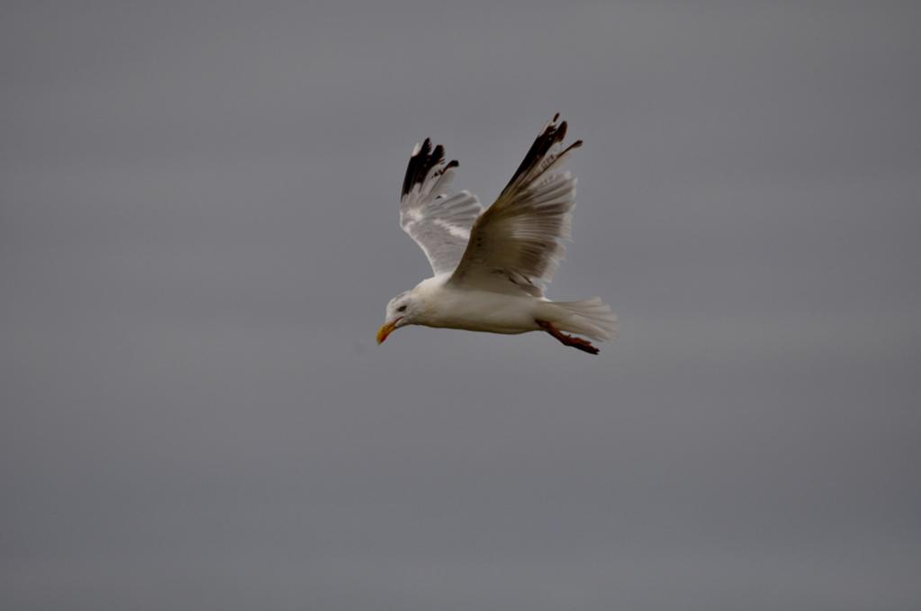 DSC 5301ab