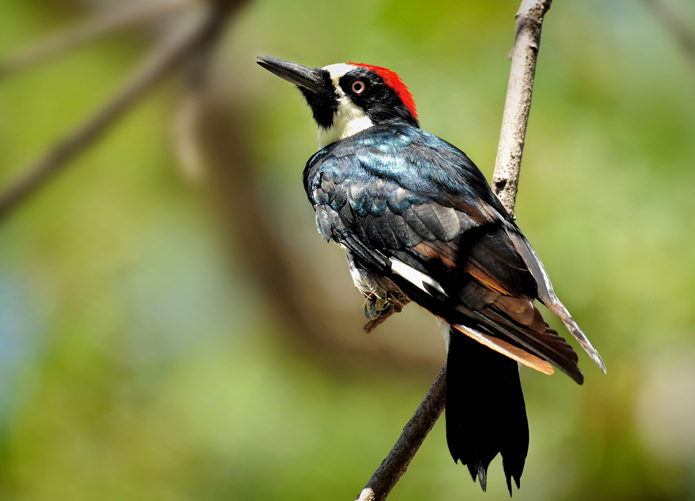 DSC 5304_Acorn Woodpecker_Eichelspecht_1000