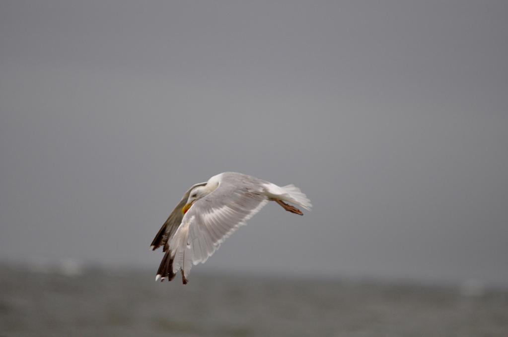 DSC 5325ab