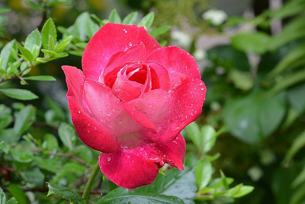 DSC 5374