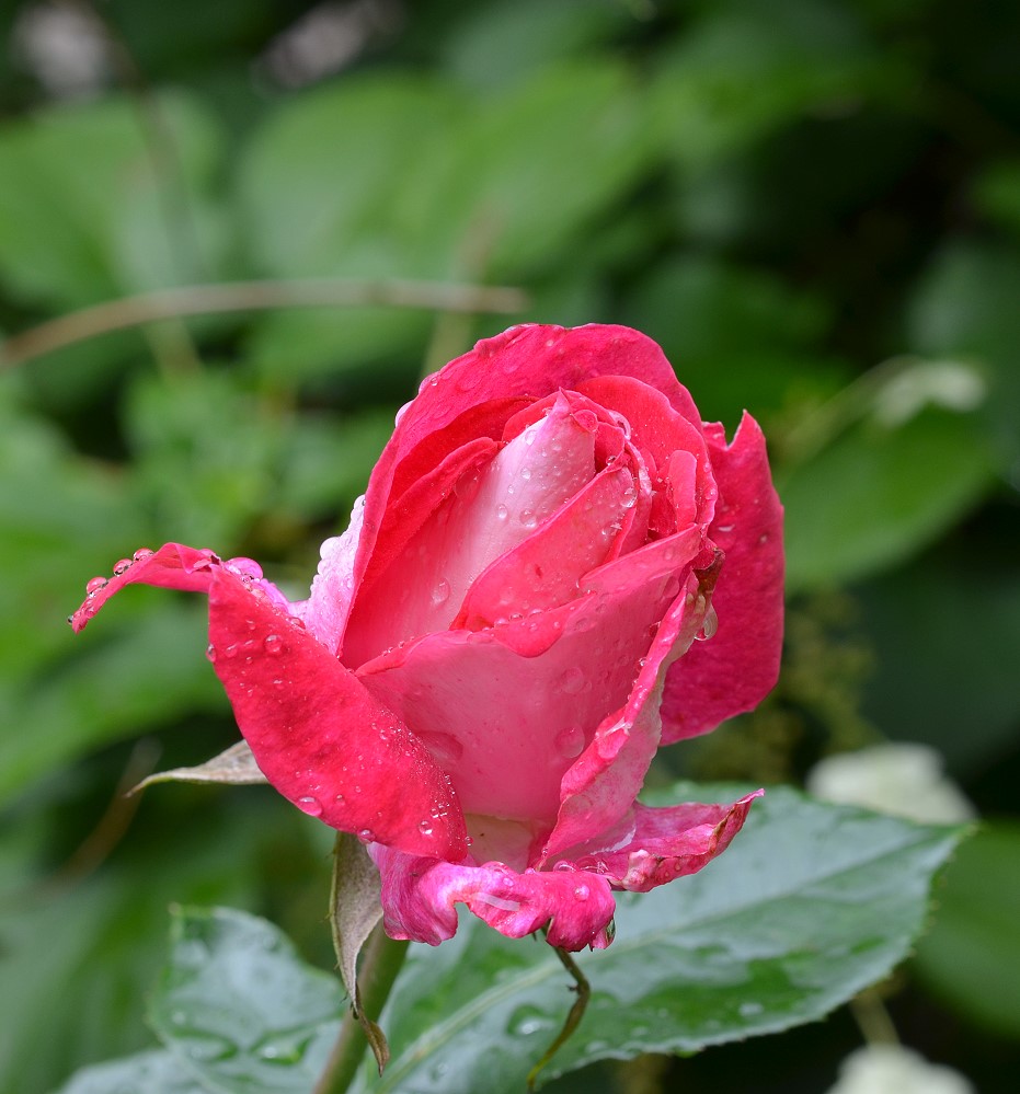 DSC 5375