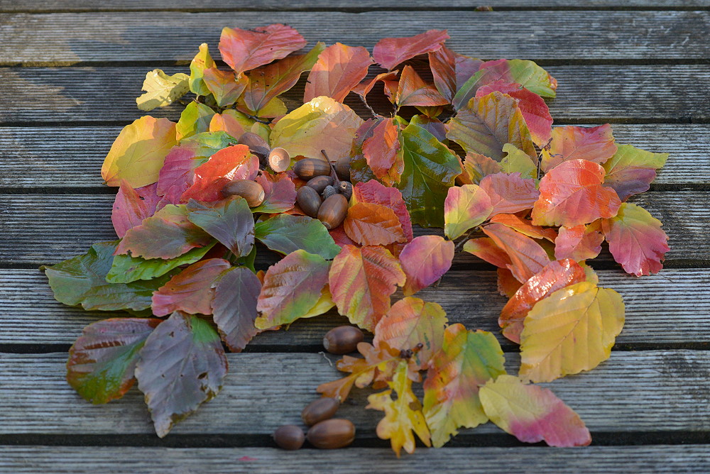 DSC 5381