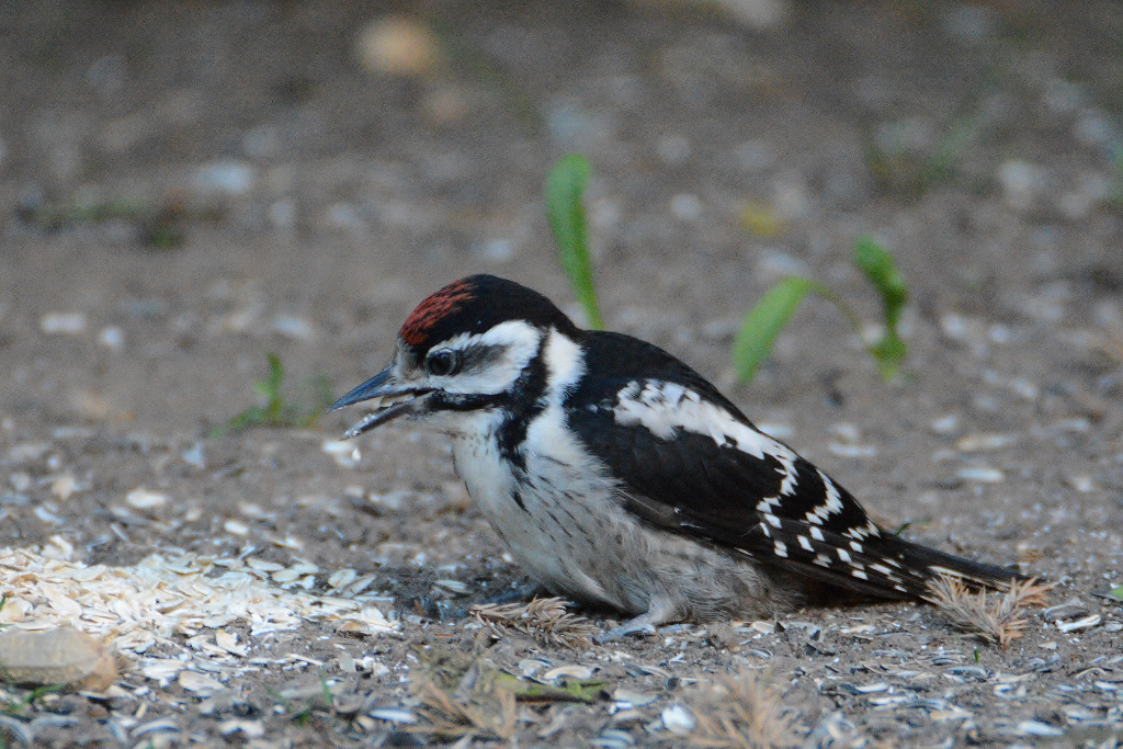 DSC 5388
