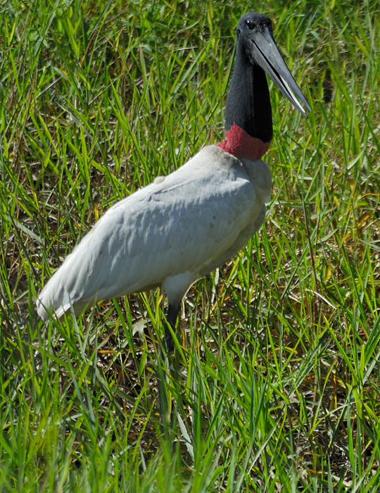 DSC 5399a