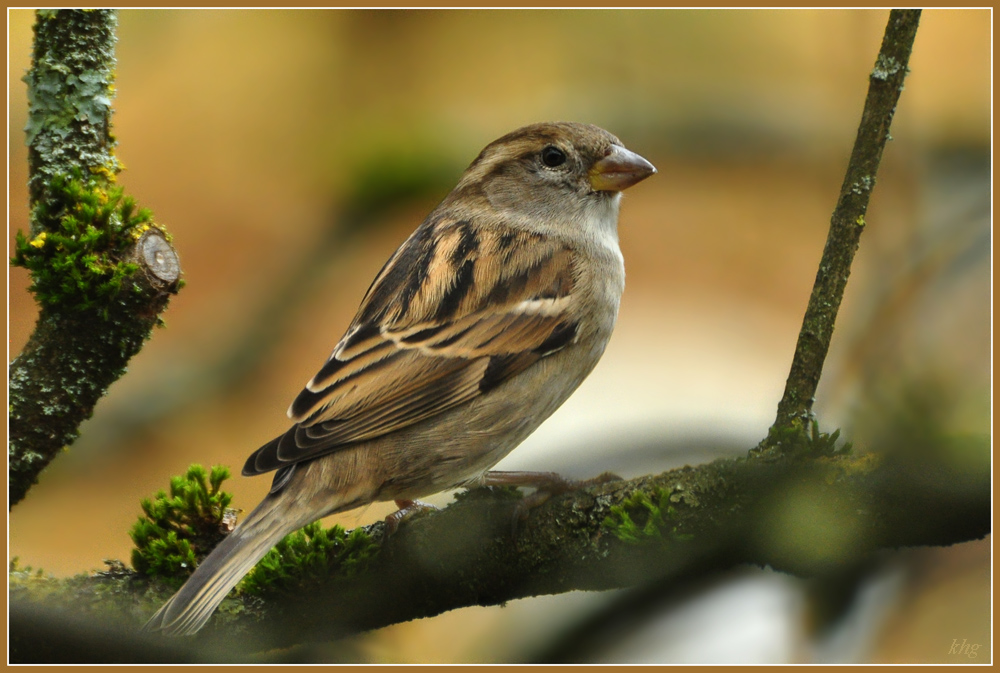 DSC 5407 Spatz